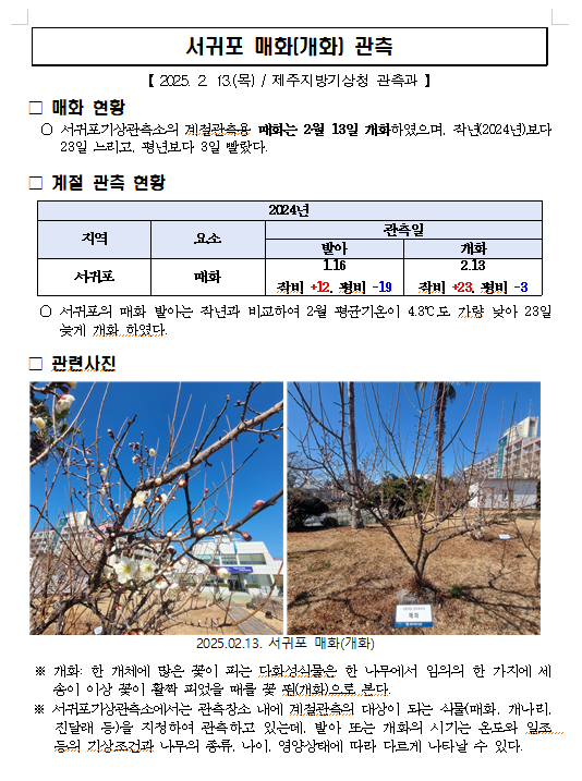 서귀포매화개화.png