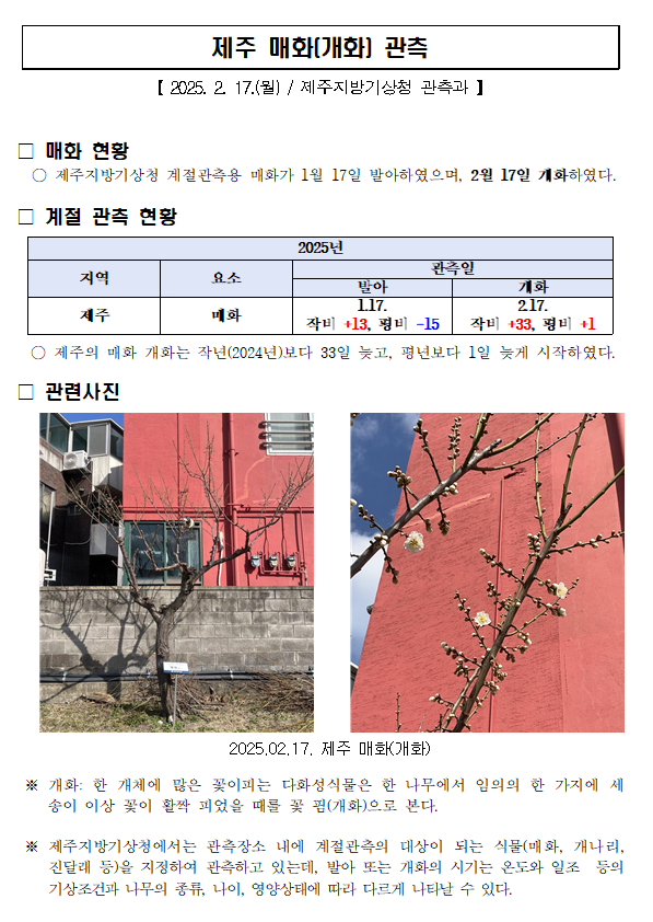 제주 매화 개화(250217).PNG
