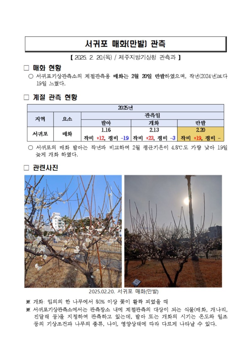 매화만발캡처.JPG
