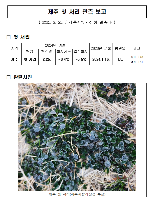 제주 첫 서리(20250225).PNG