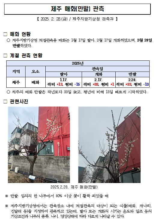 제주 매화 만발(20250228).PNG