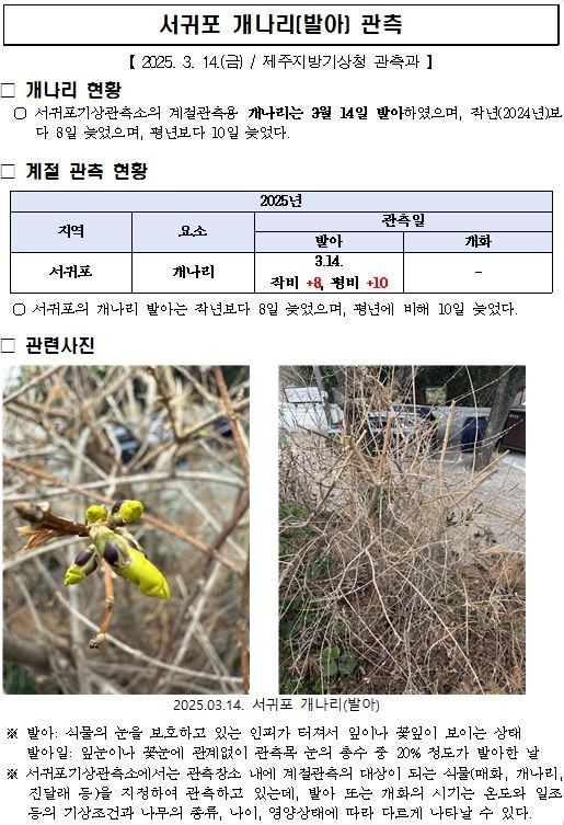 25 개나리 발아 캡처.JPG