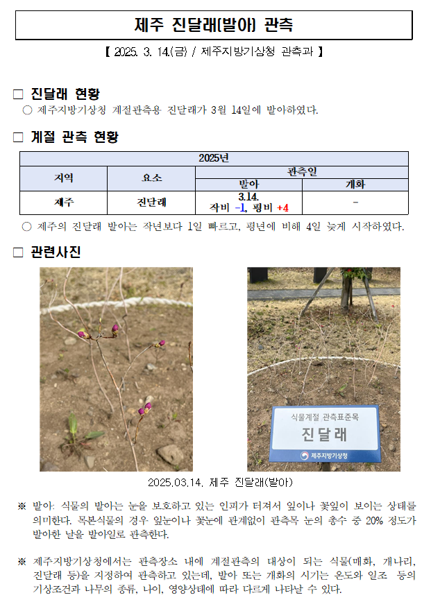 제주 진달래 발아(3.14.).PNG