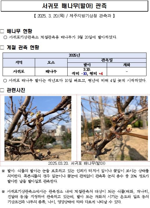 배나무.JPG