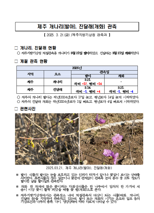 제주 개나리(발아), 진달래(개화) 관측.png