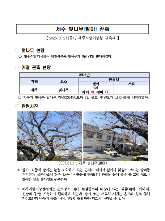 제주 벚나무(발아) 관측.png