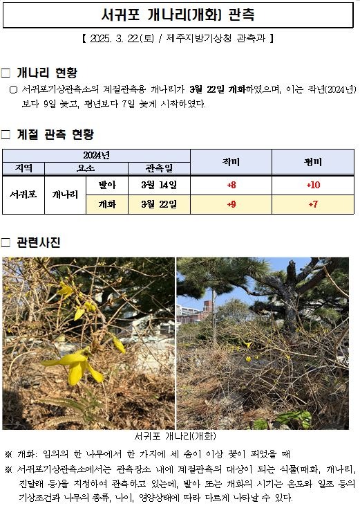 서귀포 개나리 개화 관측.JPG