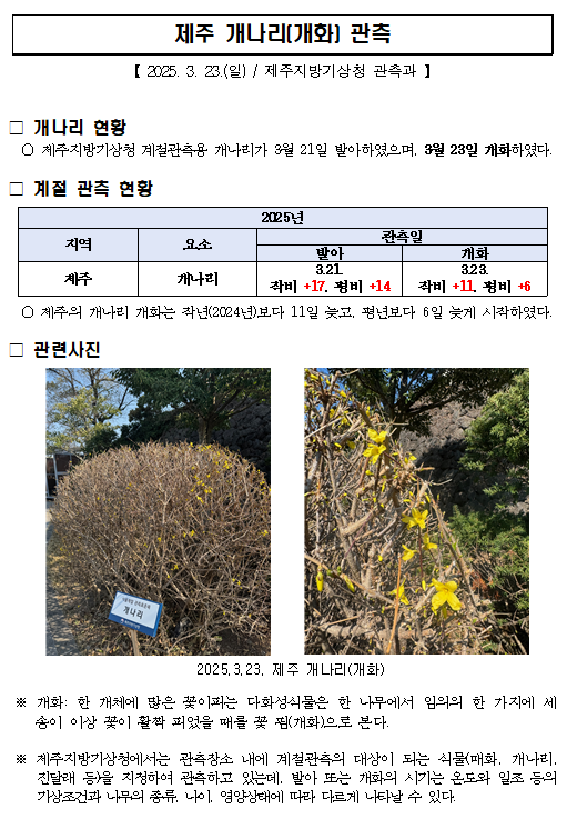 제주 개나리(개화).PNG