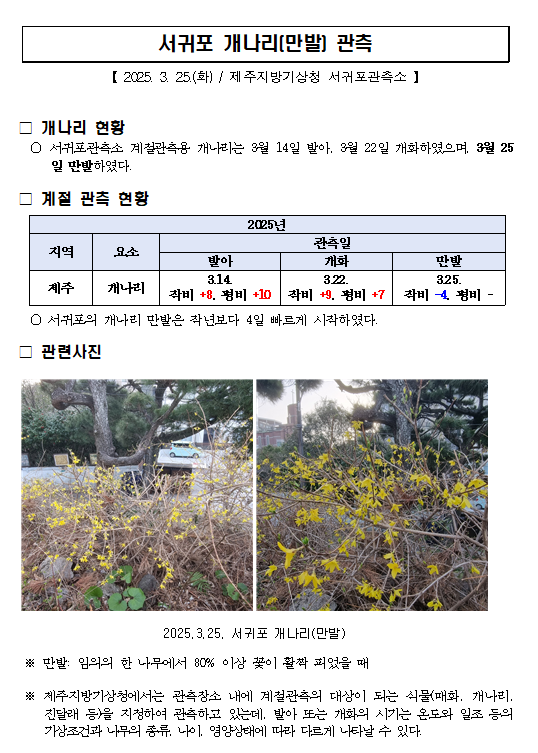 서귀포_개나리(만발).png