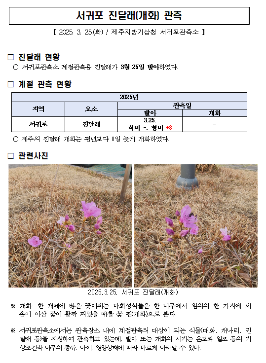 서귀포_진달래(개화).png