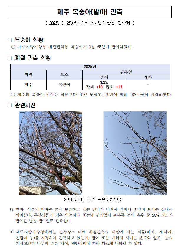 제주 복숭아 발아(20250325).PNG