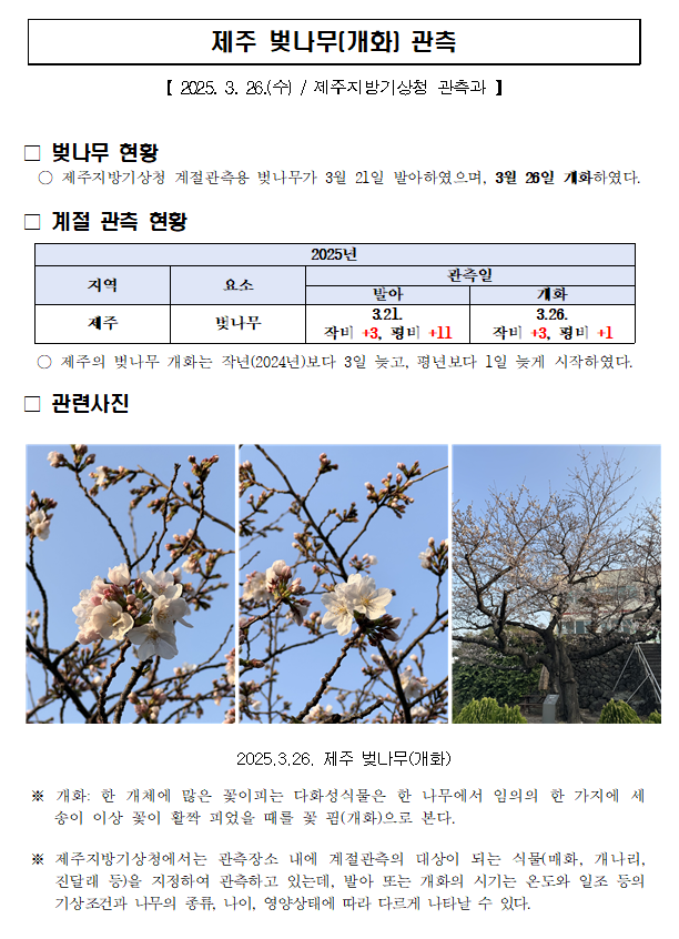제주_벚나무개화(20250326).PNG