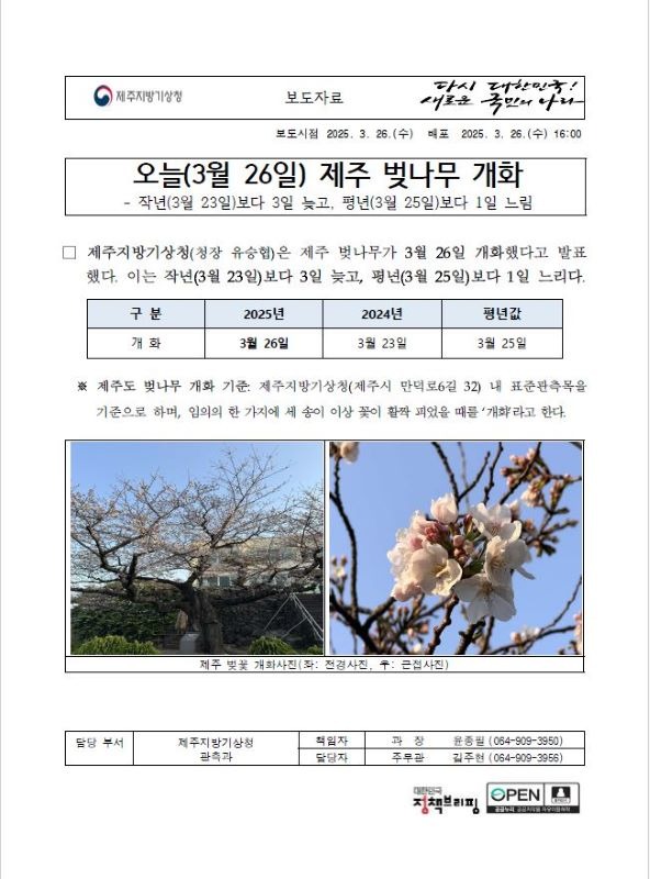 제주 벚나무 개화 보도자료 캡처본