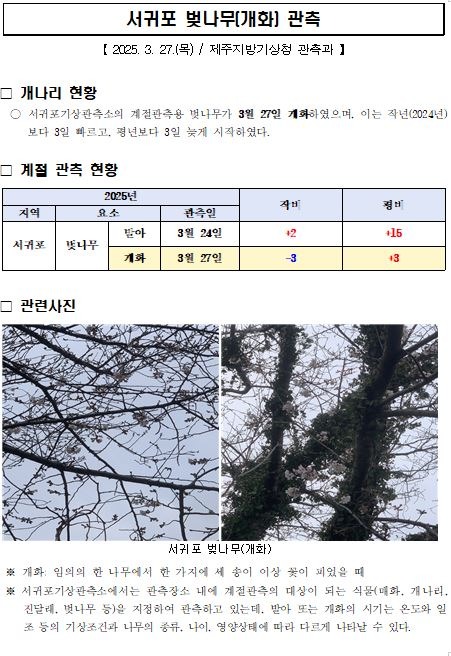 서귀포 벚나무 개화 캡처.jpg