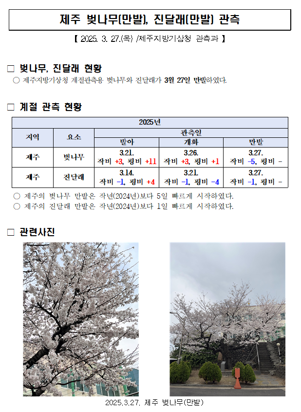 제주 벚나무,진달래 만발 관측1.PNG
