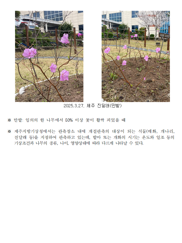 제주 벚나무,진달래 만발 관측2.PNG