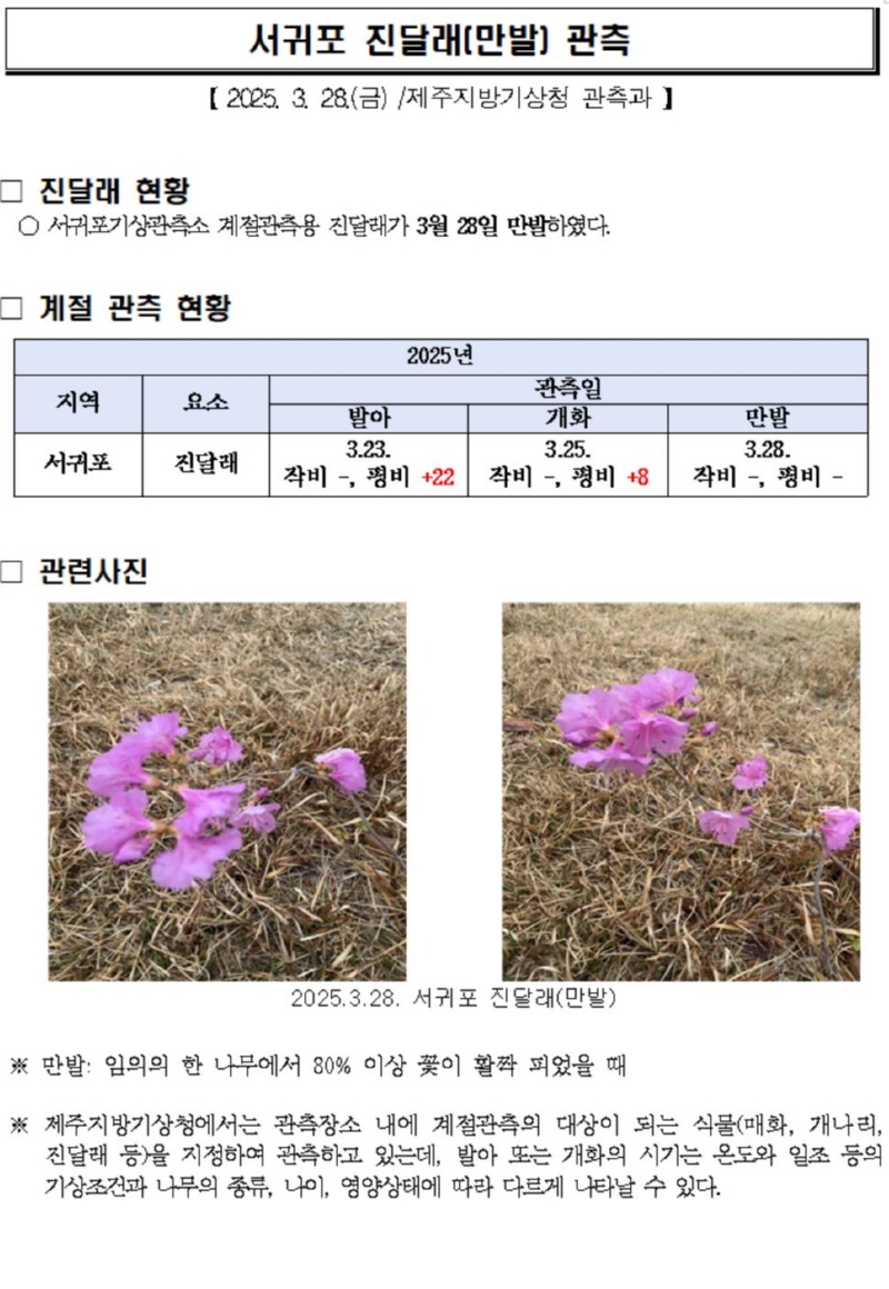 서귀포 진달래 만발 캡처.jpg