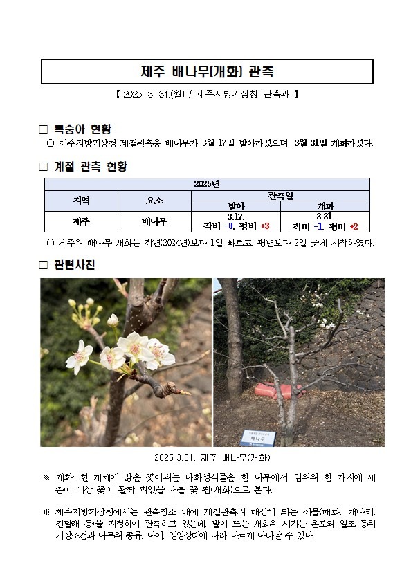 배나무 개화.jpg