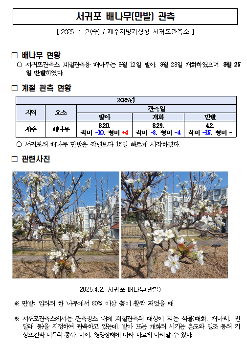 서귀포_배나무(만발).png