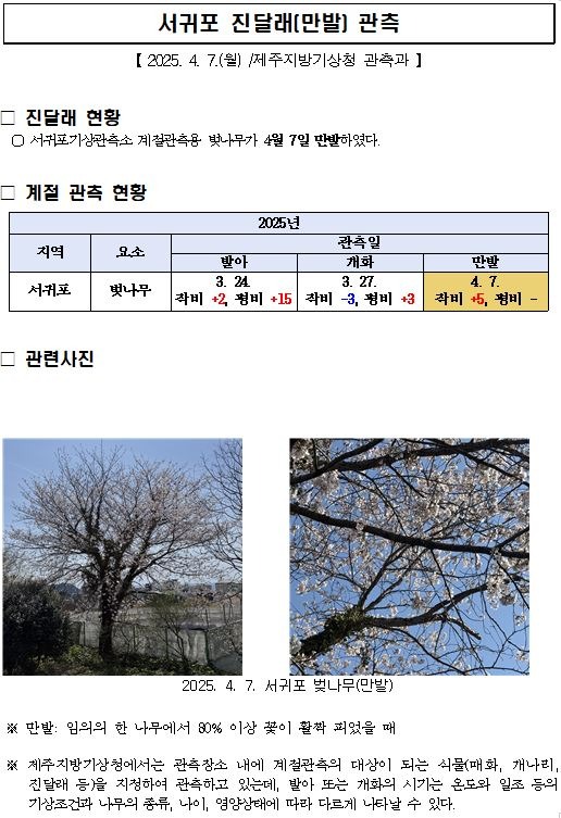 서귀포 벚나무 만발 캡처.JPG