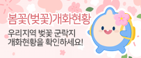 봄꽃 개화현황