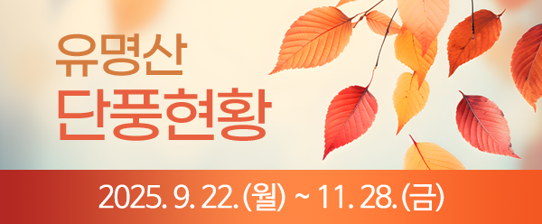 2025년도 유명산 단풍현황 서비스 제공