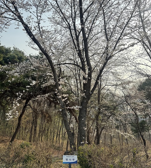 벚꽃 개화 사진