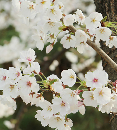 대전지방기상청 표준목 이미지