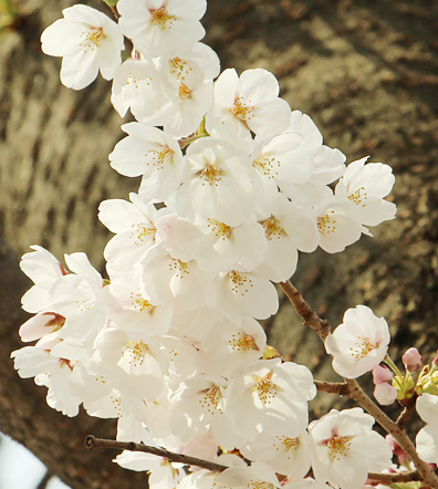 계룡산 표준목 이미지