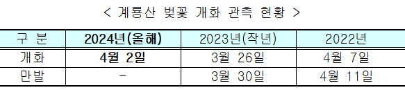 계룡산 벚꽃 개화 관측 현황