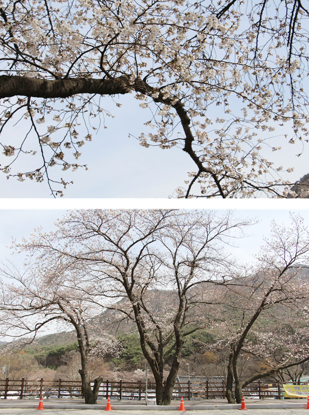 계룡산 벚꽃 군락단지 개화 사진