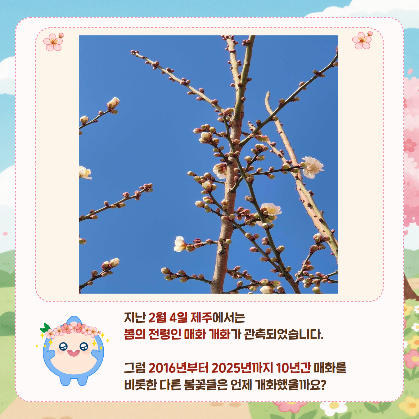 지난 2월 4일 제주에서는 봄의 전령인 매화 개화가 관측되었습니다. 그럼 2016년부터 2025년까지 10년간 매화를 비롯한 다른 봄꽃들은 언제 개화했을까요?