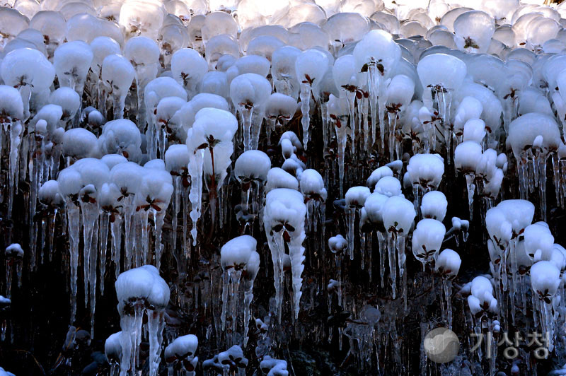 기상청 얼음나무 