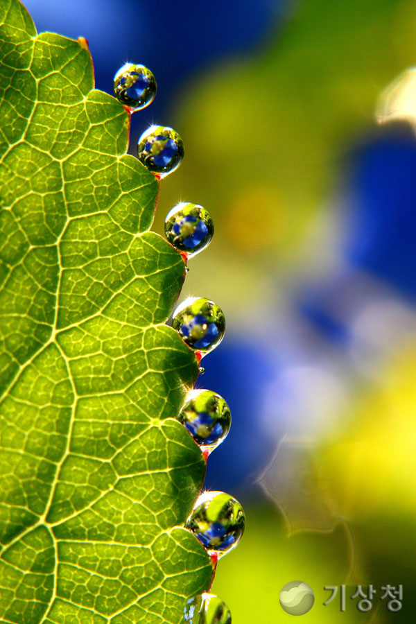 기상청 자연이 빚어낸 보석&#40;이슬&#41;