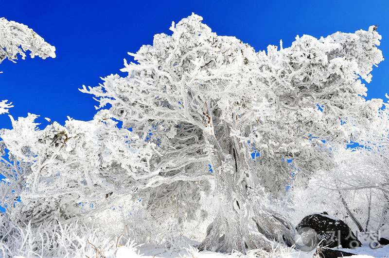 기상청 깨달음&#40;상고대&#41;