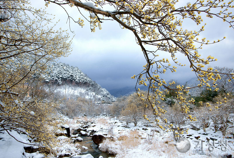 기상청 계절의 공존1