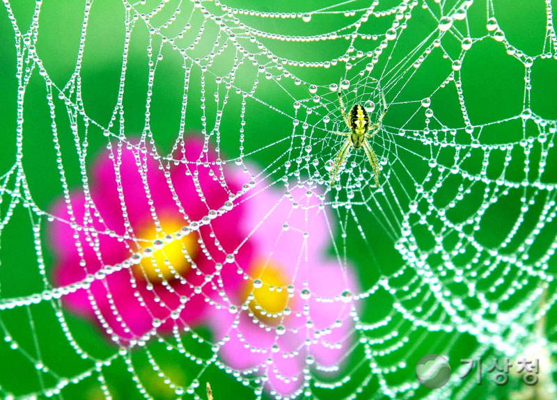 기상청 반짝이는 구슬안개
