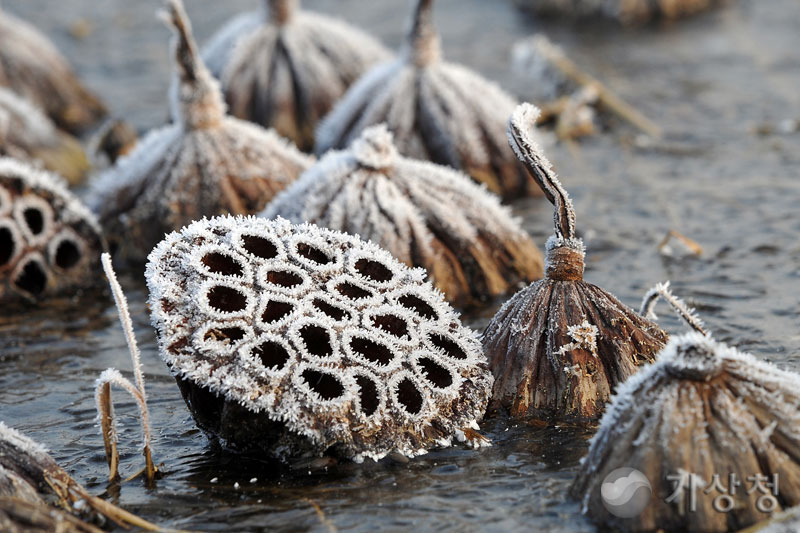 기상청 연밥에 내린 서리