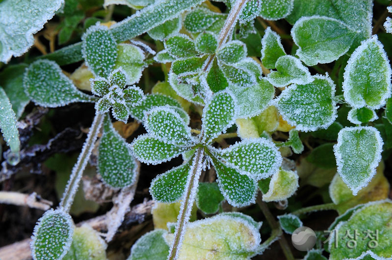 기상청 서리꽃