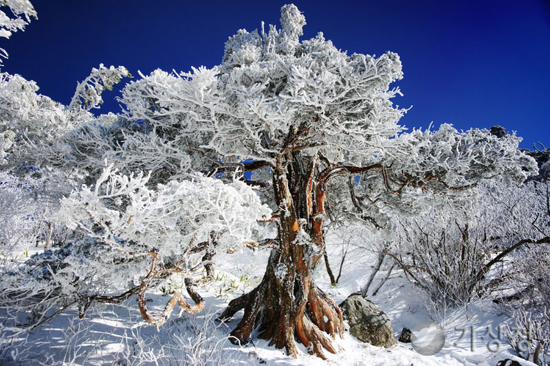 기상청 눈 옷 입은 고목