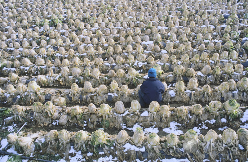 기상청 농부의 한숨