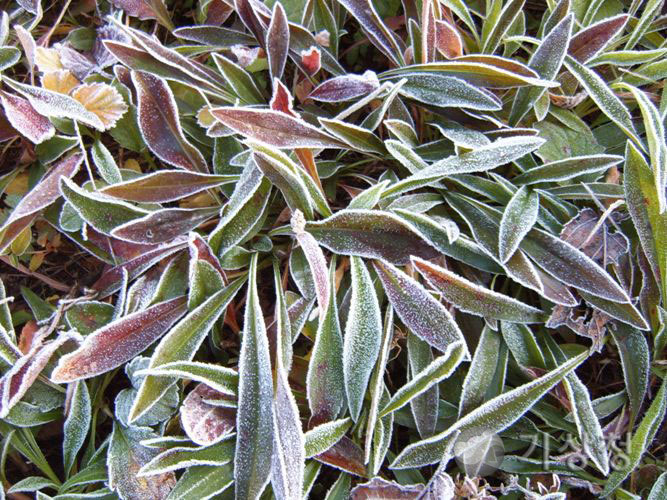 기상청 서리 맞은 잎새