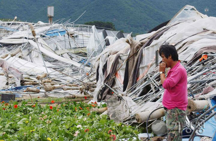 기상청 태풍이 앗아간 농민의 꿈