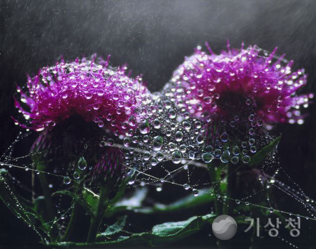 기상청 빗방울 가족