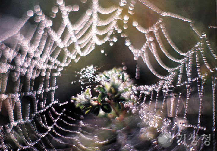 기상청 거미줄과 이슬