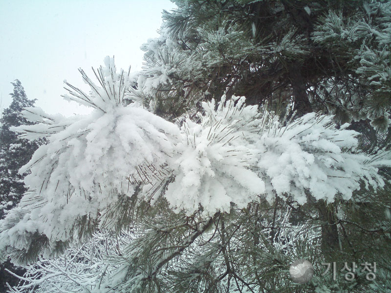 기상청 얼음 꽃 만개