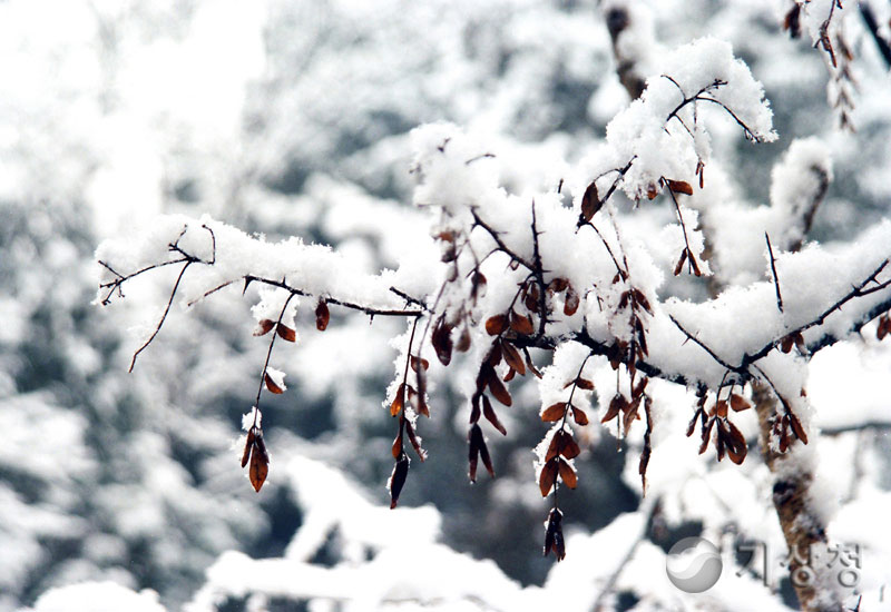 기상청 봄철에 내린 폭설