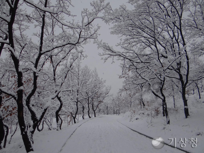 기상청 snowy branches