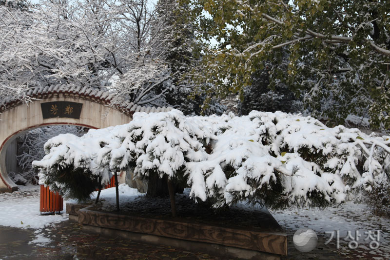 기상청 pine pressed by snow