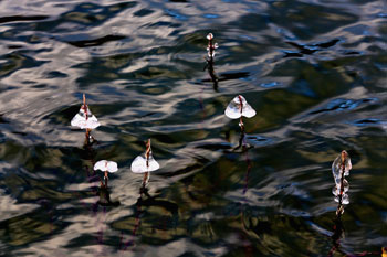 기상청 얼음 버섯 